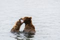 Two juvenile brown bears play fighting in the Brooks River, Katmai National Park, Alaska, USA Royalty Free Stock Photo