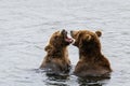 Two juvenile brown bears play fighting in the Brooks River, Katmai National Park, Alaska, USA Royalty Free Stock Photo