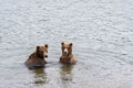 Two juvenile brown bears play fighting in the Brooks River, Katmai National Park, Alaska, USA Royalty Free Stock Photo