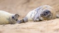 two juvenile Common seal on beach