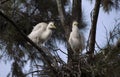 Two juvenile Egrets (Ardea alba) perched on the branch of a tree Royalty Free Stock Photo