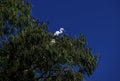 Two Juvenile Egrets (Ardea alba) perched on a tree in Sydney Royalty Free Stock Photo