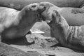Elephant seals wrestling and baring teeth, black and white