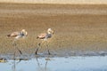 Two juvenile greater flamingos walking