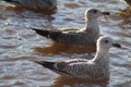 Two juvenile herring gull swimming Royalty Free Stock Photo