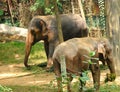 Two Juvenile Indian Elephants - Elephas Maximus Indicus