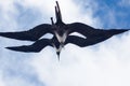 Two juvenile magnificent frigate bird flying overhead Royalty Free Stock Photo