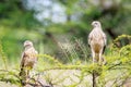 Two Juvenile Pale-chanting goshawks on a branch.