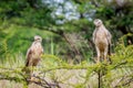 Two Juvenile Pale-chanting goshawks on a branch.