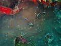 Two juvenile spotted drum above a Lamarcki's sheet coral in the Carribbean, Roatan, Bay Islands, Honduras Royalty Free Stock Photo