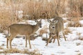 Two juvenile White-tailed bucks in snow. Colorado Wildlife. Wild Deer on the High Plains of Colorado Royalty Free Stock Photo