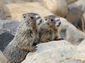 Two Juvenile Yellow-bellied Marmots Royalty Free Stock Photo