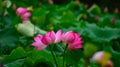 Two juxtaposed lotus flowers