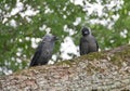 Two Kaja Birds in a Tree