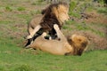 Two Kalahari lions playing in the Addo Elephant National Park Royalty Free Stock Photo