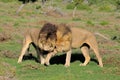 Two Kalahari lions playing in the Addo Elephant National Park Royalty Free Stock Photo