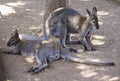 Two kangaroos