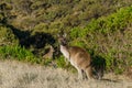 Two kangaroos in Australian outback
