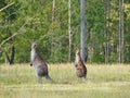 Two kangaroos at the edge of the wood Royalty Free Stock Photo