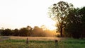 Two Kangaroos In The Glow Of Sunset Across Grass