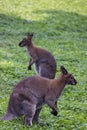 Two kangaroos Royalty Free Stock Photo