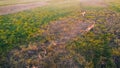 Two Kangaroos Hopping Through an Australian Grassland at Dusk