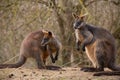 Two kangaroos Macropus fuliginosus in nature