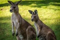 Two kangaroos in nature park Royalty Free Stock Photo