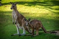 Two kangaroos in nature park Royalty Free Stock Photo