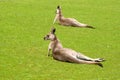 Two kangaroos in Phillip Island Wildlife Park