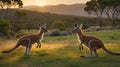 Two Kangaroos Meeting at Sunset in Australian Outback, a Serene Wildlife Encounter Royalty Free Stock Photo