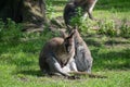 Two kangaroos sitting on the grass at a zoo Royalty Free Stock Photo