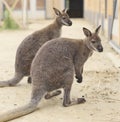Two kangaroos in zoo Royalty Free Stock Photo