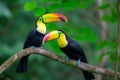 Two Keel-billed Toucans sitting on a branch in Costa Rican forest