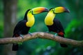 Two Keel-billed Toucans sitting on a branch in Costa Rican forest