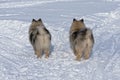 Two Keeshond dogs stand at the crossroads and choose different directions