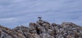Two kelp gulls perched on the rocks