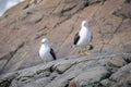 Two kelp gulls perched on rocky shoreline Royalty Free Stock Photo