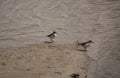 Two Kentish Plover Charadrius alexandrinus birds