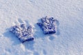 Two kids blue mittens with adhering snow lying down on snow