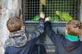 Two kids boys feeding parrots in zoological garden. Children playing and feed trusting friendly birds in zoo. Siblings