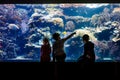 Two kids boys and toddler girl visiting together zoo aquarium. Three children watching fishes and jellyfishes. School Royalty Free Stock Photo