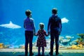 Two kids boys and toddler girl visiting together zoo aquarium. Three children watching fishes and jellyfishes. School Royalty Free Stock Photo