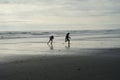 Two kids playing on Beach 2 Olympic National Park