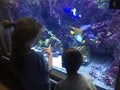 Two children admiring colorful exotic fish in aquarium