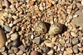 Newly hatching Killdeer chick emerging from it`s egg. Royalty Free Stock Photo