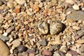 Newly hatching Killdeer chick emerging from it`s egg. Royalty Free Stock Photo