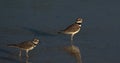 Two Killdeer birds searching for food Royalty Free Stock Photo
