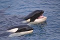 Two killer whales Royalty Free Stock Photo