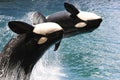 Two killer whales jumping out of water